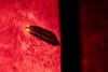 Flashes in the Dark: Learning to Protect Fireflies