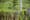 Greening Penang Rules