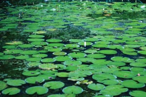 I Need A Mountain Spring