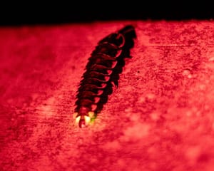 Flashes in the Dark: Learning to Protect Fireflies