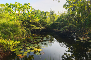 Project Mars: Growing a Forest to Feed and Educate Us