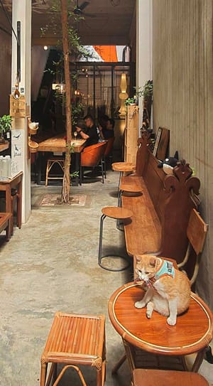 Room to Roam: How Pets Reshape Public Space