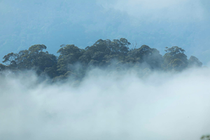 MERAPOH: A Glimpse Into Malaysia's Ecotourism Future