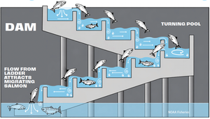 Fish Ladders: Helping Fish  Cross Human-Made Barriers